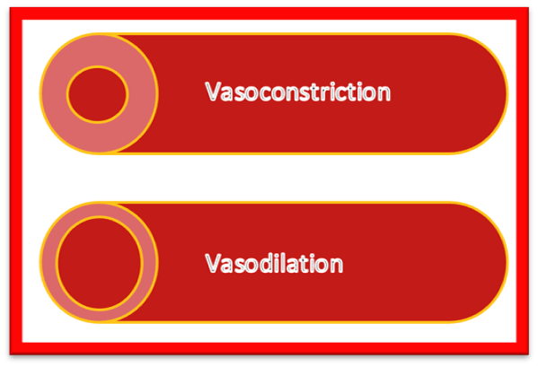 Image 1: Vasoconstriction and vasodilation of blood vessels.